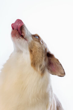 Australian Shepherd raises head and licks nose against white background. Concept of nose licking, canine behavior, pet appetite, funny animal, studio portrait.