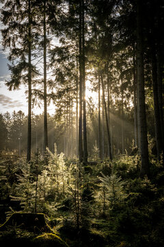 View of Klosterhede Plantage forest with tall trees, sunbeams filtering through the canopy, and young saplings on the mossy forest floor in Denmark.