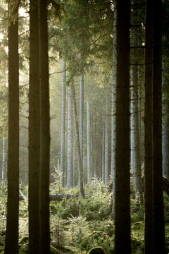 View of the tall pine trees in Klosterhede Plantage with soft morning light filtering through the forest canopy and mossy ground in Denmark.