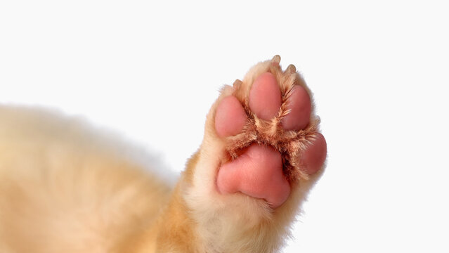 Australian Shepherd paw pads and claws shown in extreme closeup. Concept of paw care, canine anatomy, pet grooming, animal detail, health check, pet care.