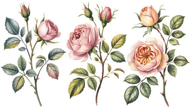 Romantic Watercolor Rose Flowers with Leaves PNG
