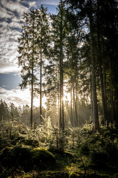 View of Klosterhede Plantage with tall pine trees and sun rays filtering through the canopy in Denmark.