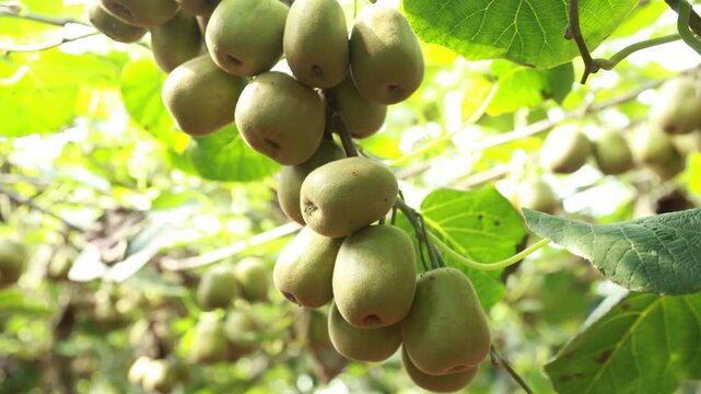 Ripe kiwifruit hanging on vine in orchard farm