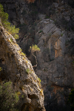 View of a small tree growing on the rocky cliff face of Puig de s'Alqueria in Bunyola, Balearic Islands, Spain.