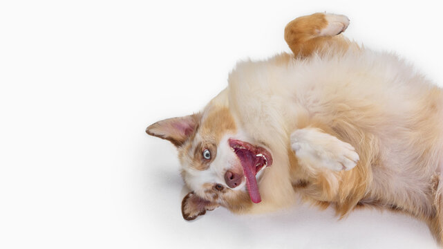 Playful Australian Shepherd rolls on back with paws raised. Concept of playful dog, belly pose, animal fun, relaxed pet, studio action, pet care.