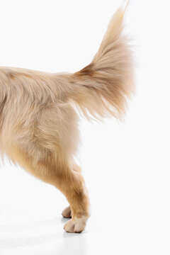 Australian Shepherd fluffy tail and hind legs isolated on white. Concept of fluffy tail, breed detail, coat grooming, canine body, pet anatomy, pet care.