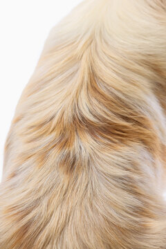 Detailed texture of long Australian Shepherd fur in cream and brown colors. Concept of fur texture, coat pattern, pet grooming, breed detail, animal background.