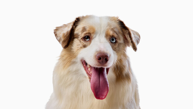 Happy Australian Shepherd looks forward with open mouth and tongue out. Concept of happy pet, friendly dog, canine portrait, animal emotion, studio photo.