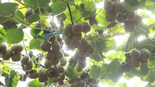 Ripe kiwifruit hanging on vine in orchard farm