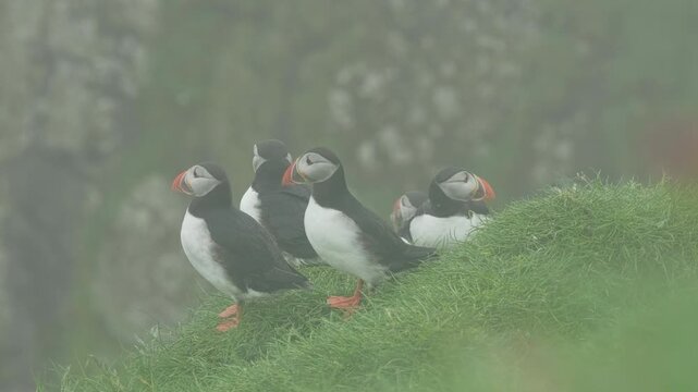 A gathering of Atlantic puffins pauses on the cliffs of Mykines, seemingly deciding what to do next. A few take off while the others watch&mdash;an adorable little puffin committee in session.