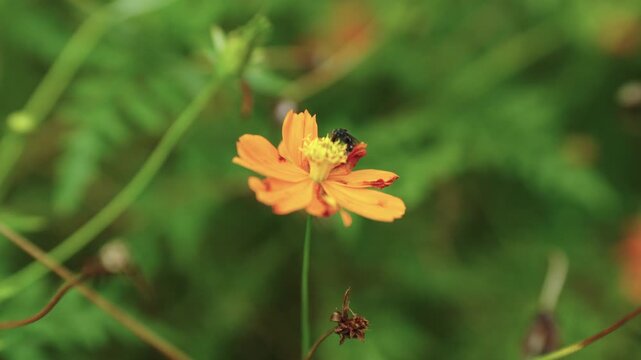 Medium close-up static shot of a black stingless bee resting and moving across the central florets of a sunlit orange cosmos flower surrounded by soft green greenery.
