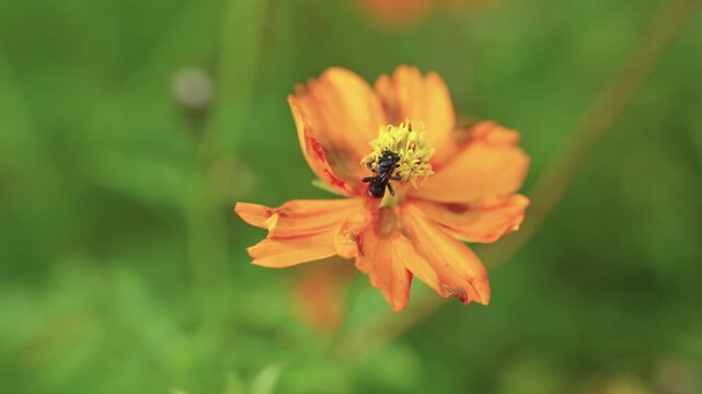 High-magnification macro shot capturing the intricate body, iridescent wings, and pollen-covered legs of a stingless bee foraging on a bright orange cosmos blossom.