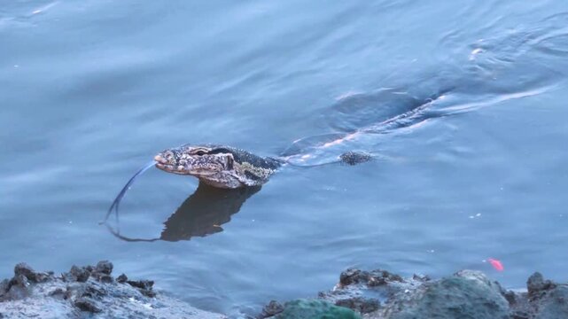 Medium tracking shot of an Asian water monitor lizard swimming toward a muddy riverbank, occasionally pausing to lift its head and flick its forked tongue above the water.
