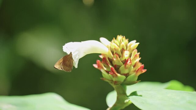 Macro static shot of a small brown skipper butterfly perched gently on the petal of a white crape ginger blossom with red and green bracts against soft green foliage.