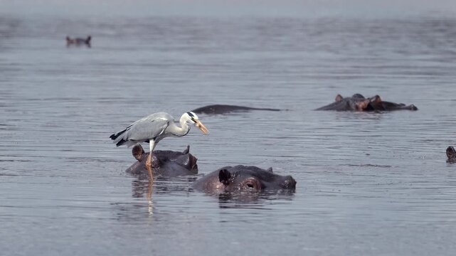 Grey heron standing on the back of a hippopotamus, successfully catching and swallowing a fish stirred up by the commotion of a hippo pod at a dam in South Africa, surrounded by numerous hippos.