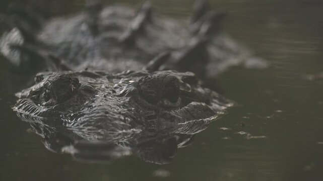 Crocodile partially submerged in a murky river looking directly at the camera with its reflection
