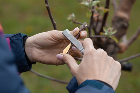 gardener cuts a scion branch of a fruit tree with a knife blade for grafting garden trees in spring