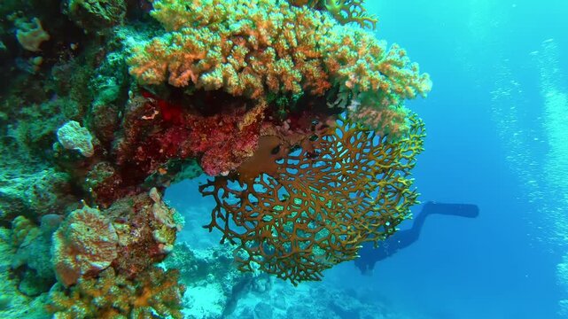 A group of scuba divers exploring vibrant coral reefs in blue ocean waters creating stunning underwater motion footage
