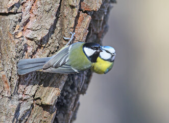 Great Tit (Parus major) perched on tree bark with a Eurasian Blue Tit (Cyanistes caeruleus) in the background. © VOLODYMYR KUCHERENKO