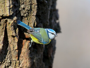 Eurasian Blue Tit (Cyanistes caeruleus) clinging to coarse tree bark in profile, showing its bright blue crown and yellow belly. © VOLODYMYR KUCHERENKO