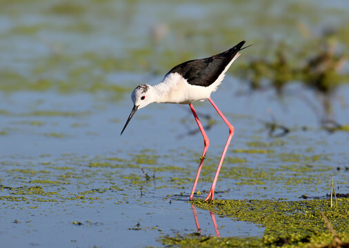 Black-winged Stilt standing on long pink legs in clear shallow water near duckweed.