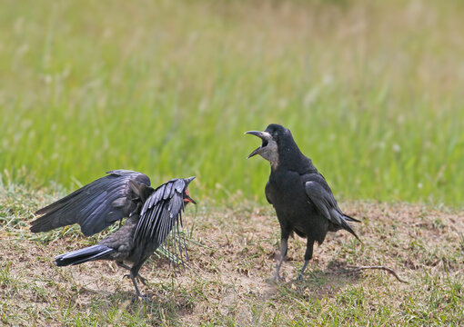 Rook (Corvus frugilegus) adult standing on grass vocalizing with open beak while a fledgling begs with spread wings.