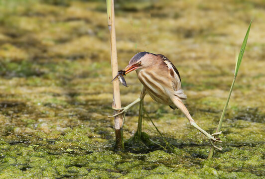 Little Bittern (Ixobrychus minutus) female perching spread-eagled between reed stems in mossy water, holding a small fish in its bill.