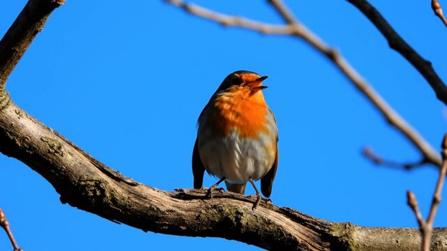 European robin perched on a branch, singing with vibrant orange chest feathers against a clear blue sky