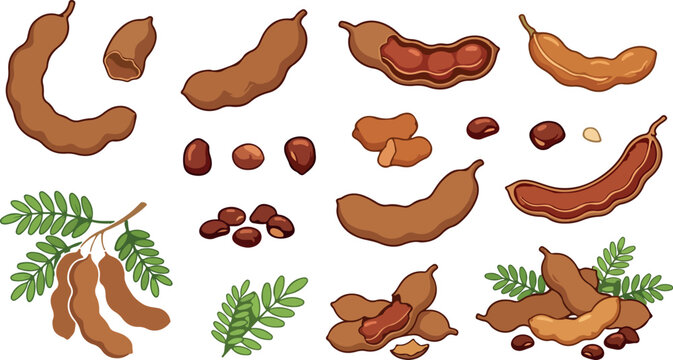 Fresh tamarind sweet pod fruit vector icons set featuring cartoon flat designs of whole cracked shell sweet pulp sour seeds leaves tropical exotic organic healthy food collection