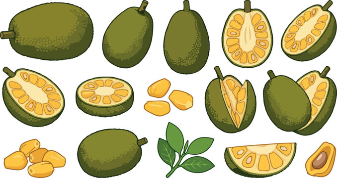 Fresh jackfruit exotic fruit vector icons set featuring hand drawn style designs of whole spiky half slices seeds leaves tropical asian healthy organic sweet food collection