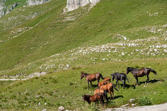 View of horses grazing on a grassy mountain slope in Durmitor National Park in Zabljak, Zabljak Municipality, Montenegro.