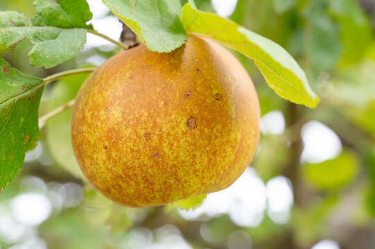 Ripe apple growing on tree, healthy fruits on platation, harvest in summer or autumn, agriculture farm, garden