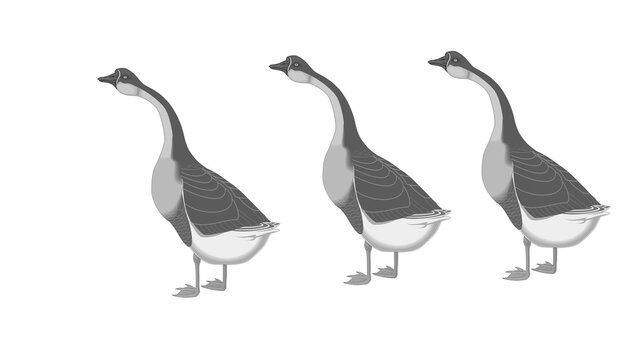 Chinese goose bird standing vector illustration group