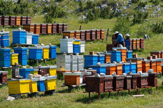 View of beekeepers working with colorful wooden beehives in a grassy field at Durmitor National Park in Zabljak, Zabljak Municipality, Montenegro.
