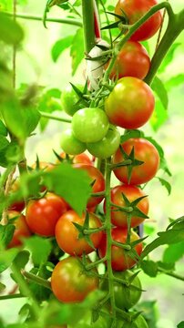 Bunch of ripening cherry tomatoes growing on a vine in a greenhouse. Eco-friendly homegrown red and green vegetables cultivated naturally on a local garden plot without chemical pesticides
