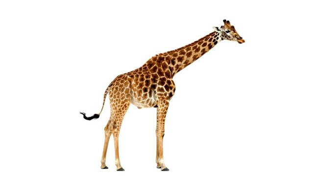 Graceful giraffe standing tall against a clean white background, showcasing its unique patterned coat and long neck