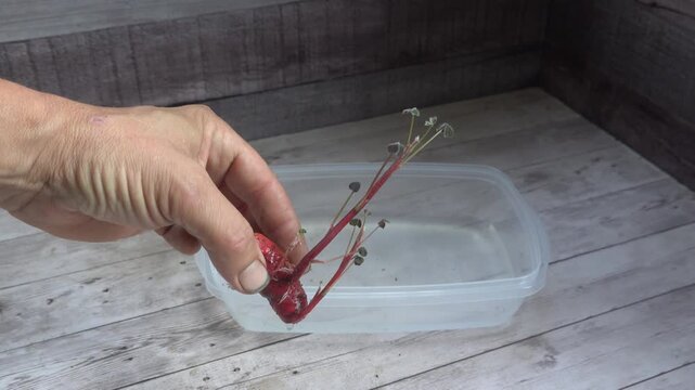 Close up of a man showing an oca plant Oxalis tuberosa propagating in water inside a plastic container
