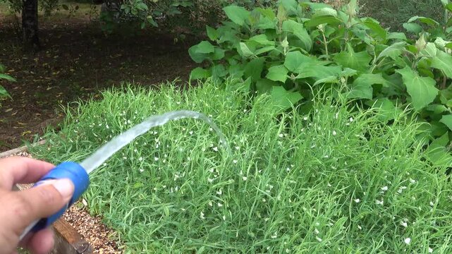 Close-up of gardener hand watering grass pea crop Lathyrus sativus with hose in wooden raised bed