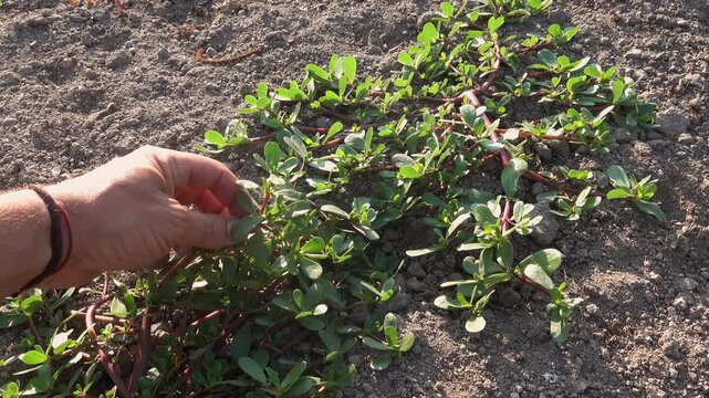 Close-up of gardener hand harvesting fresh edible purslane leaves by hand from dry soil