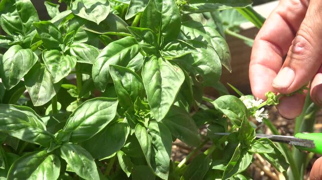 Macro shot of a man's hands using scissors to prune a basil flower stem in the garden