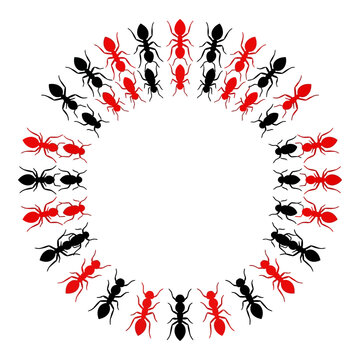 Ants forming a circle with red and black insects