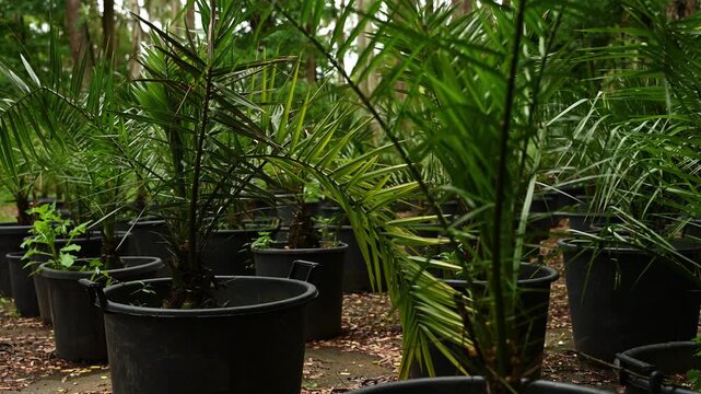 Young date palm trees growing in black plastic pots at commercial plant nursery for urban landscaping, garden center retail and reforestation concept, residential landscaping. Phoenix dactylifera
