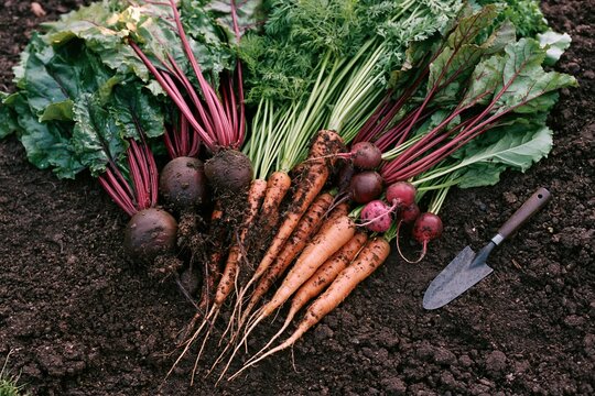 The Beetroots in Rich Soil with Fresh Greens and Garden Trowel