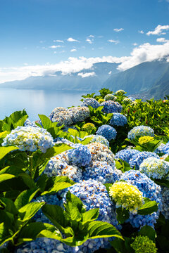 Vibrant blue hydrangeas bloom on the coastal cliffs near Miradouro da Ribeira da Janela in Madeira, offering scenic sunny views over the calm Atlantic Ocean.