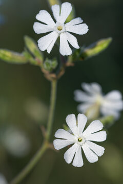 White campion, 
Silene latifolia flowers closeup selective focus