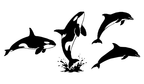 Orca whale and dolphin silhouette collection black white marine animal vector illustrations for ocean wildlife design