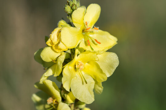 denseflower mullein,
Verbascum densiflorum yellow  flowers closeup selective focus