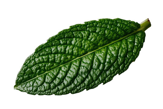 Single dark green mint leaf with detailed veins