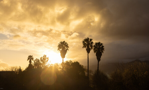 silhouette of palm trees against dramatic sunset clouds