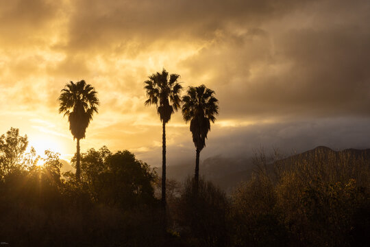 silhouette of palm trees against dramatic sunset clouds